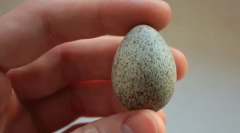 (Foto): bird care aduce izvor pe aripi